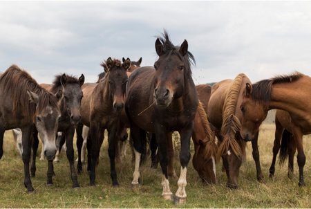 Group of wild horses in a field on a sunny summer day.の写真素材