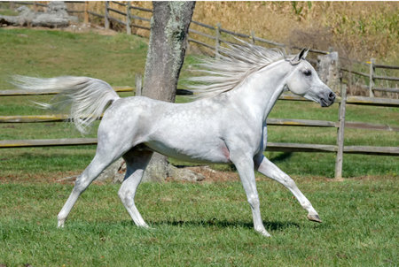 Beautiful white arabian stallion running on pasturageの写真素材