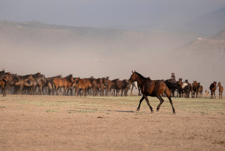 Horses in the steppe in the early morning, Kazakhstan.の写真素材
