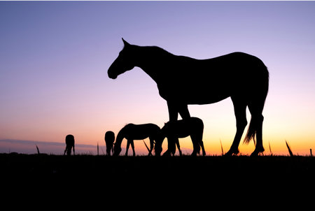Horse and foal silhouettes at sunset. Vector illustration.の写真素材