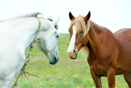 Two horses in the meadow, close-up, shallow depth of fieldの写真素材
