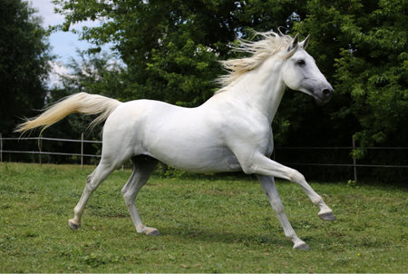 Beautiful white arabian stallion running on pasturageの写真素材