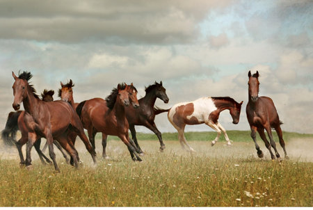 Three horses run gallop in the prairie on a cloudy dayの写真素材