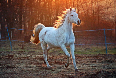 Beautiful white horse with long mane run in the field at sunsetの写真素材