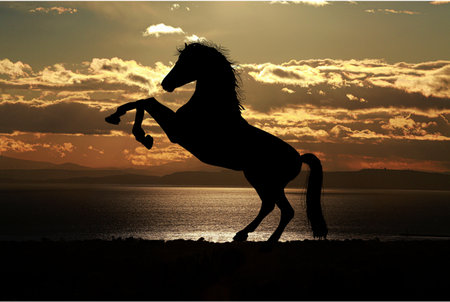 silhouette of a horse against the background of the setting sunの写真素材