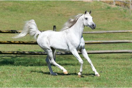 Beautiful white welsh mountain pony stallion running on pasturageの写真素材
