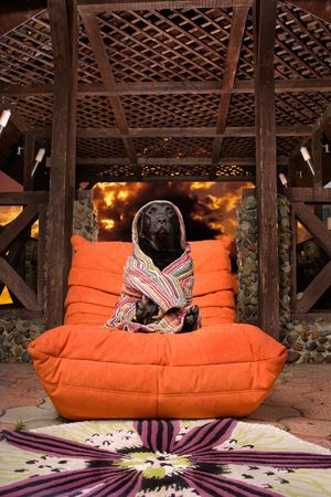  Labrador relaxing after bath. Close up of black Labrador dog wrapped in towel sitting in luxurious orange chair, fire effect background.の写真素材