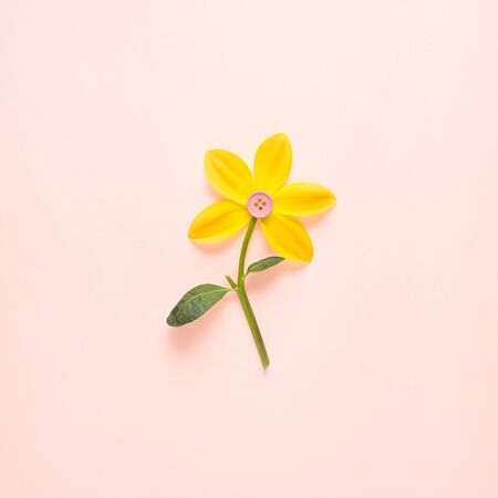 Creative concept still life nature green photo of narcissus flower in bloom with button in the middle on pink background.の写真素材