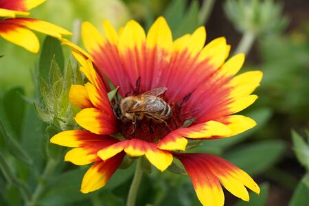 Close-up photo of a bee sitting in a beautiful flower