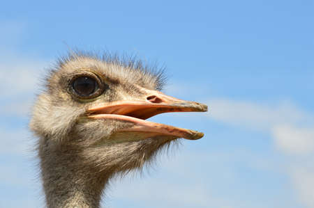 african ostrichの写真素材