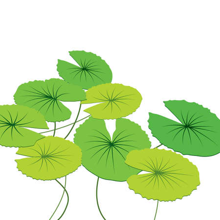 lotus  leaves, vector illustrationのイラスト素材