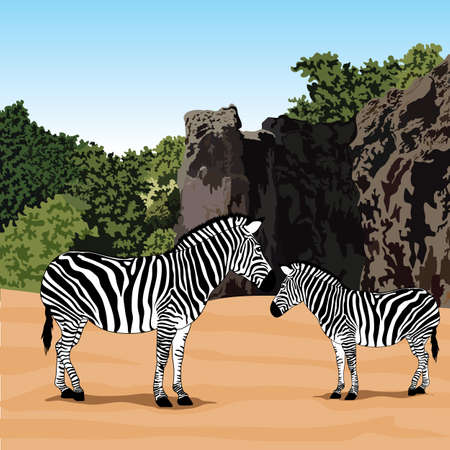 zebra illustrationのイラスト素材