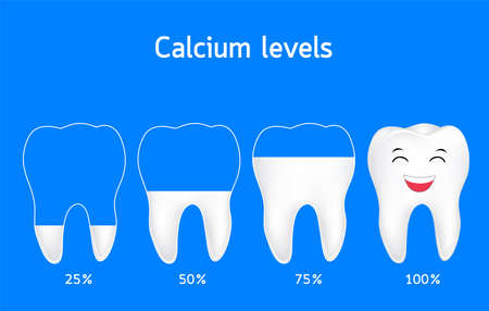 Levels of Calcium in tooth. Dental health info graphics, illustration.のイラスト素材
