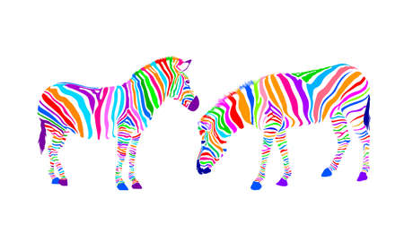 Colorful striped of two zebra. Wild animal texture. Vector illustration isolated on white backgroundのイラスト素材