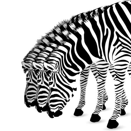 Zebra standing and bend down.. Wild animal texture. Striped black and white.Step of white, isolated on white background.のイラスト素材