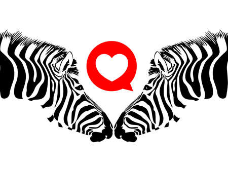 Zebra couple with heart. Wild animal texture. Striped black and white. Illustration isolated on white background.のイラスト素材