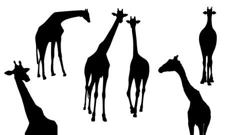 Set of giraffe silhouette. Wild animal, vector illustration isolated on white background.のイラスト素材