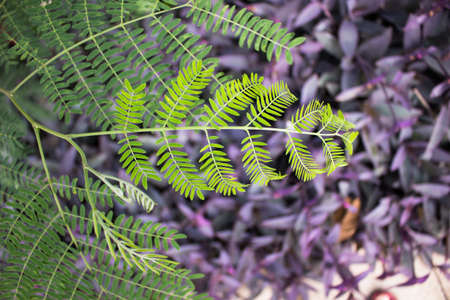 Green Leaf Closeup with violet leaves background.の写真素材