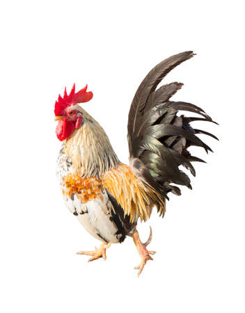 Chicken bantam. White cock on white background.の写真素材