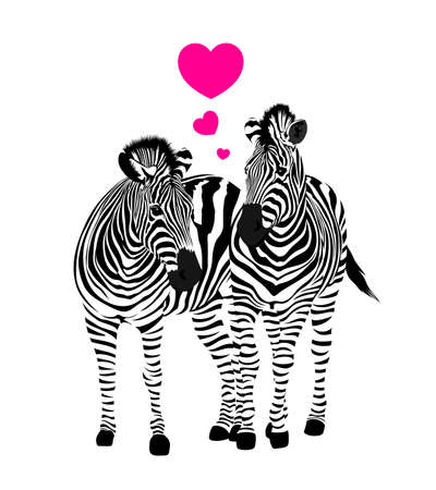 Zebra couple standing with heart. Savannah animal ornament. Wild animal texture. Striped black and white. Vector illustration isolated on white background.のイラスト素材