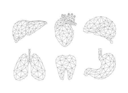 Set of abstract polygonal line human internal organs. Medicine concept. Vector Illustration isolated on white background.のイラスト素材