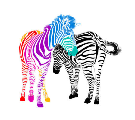 Zebra couple.  Wild animal texture. Striped black and colorful. Vector illustration. isolated on white background.のイラスト素材