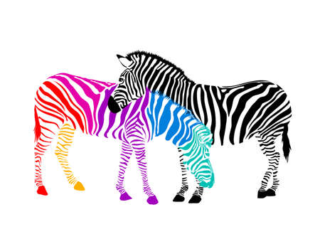 Zebra couple.  Wild animal texture. Striped black and colorful. Vector illustration. isolated on white background.のイラスト素材