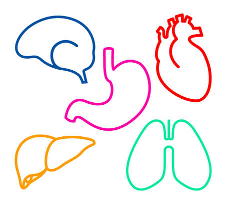 Human internal organs flat line style.  Icon design. Vector illustration isolated on white background.のイラスト素材