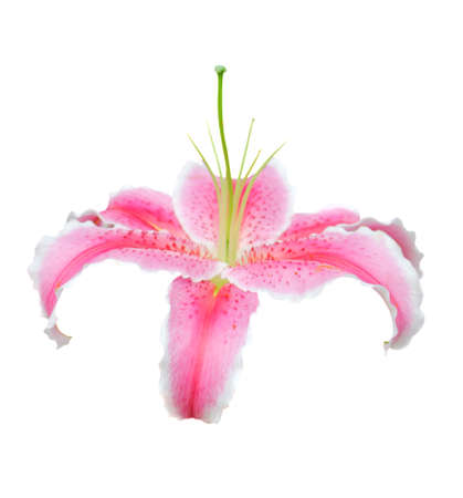 Pink flower on white background. Spring day for postcard, beauty decoration and agriculture concept design.の写真素材