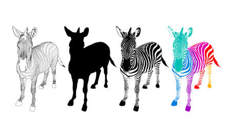 Zebra symbol icon of 3 style. Color, black and white and outline. Wild animal texture. Vector illustration isolated on white background.のイラスト素材