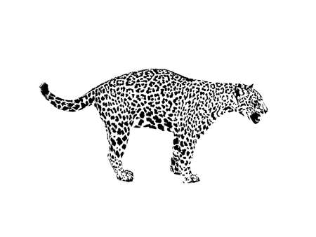Leopard, wild cat. Wild animal print. Hand drawn illustration. for tattoo design, emblem, badge, t-shirt print. Engraving of wild animal. Classic vintage style.のイラスト素材