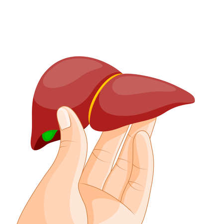 Hand holding human organ, liver. World Hepatitis Day awareness 28 July liver health. Health protection concept. Vector illustration isolated on white background.のイラスト素材