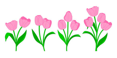 Brance of pink tulips and green leaves. Spring bouquet. Floral vector illustration.のイラスト素材
