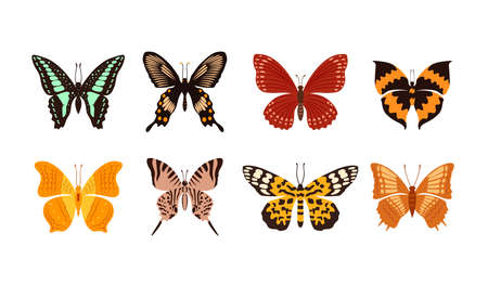 Collection of multicolored butterflies.  Set of tropical flying insects with colorful wings. Vector illustration.のイラスト素材