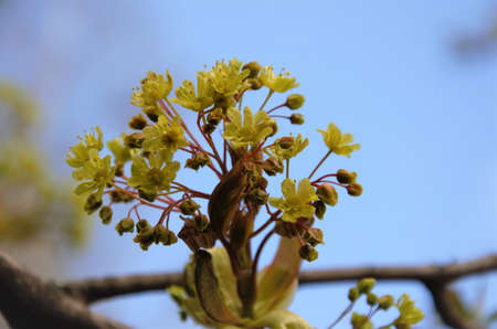 small yellow flowers bloom on the bushes, spring nature. High quality photo