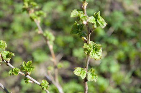 Fresh green young leaves and currant twigs in spring. Spring background. Healthy currant leaf tea. High quality photoの写真素材