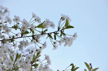 flowering bush with small white flowers in spring, cherry blossoms. High quality photo