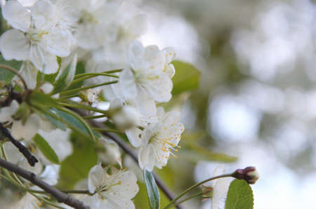 flowering bush with small white flowers in spring, cherry blossoms. High quality photo