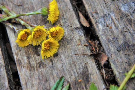 on the wooden boards are yellow flowers of the mother and stepmother, background. High quality photoの写真素材