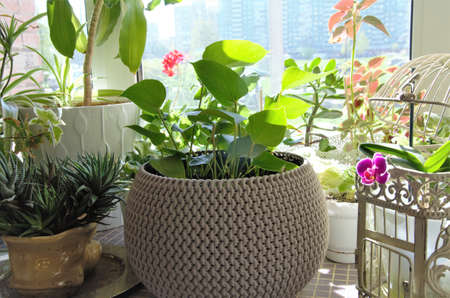 window sill with flowers in a pot, decoration of the office, home. High quality photoの写真素材
