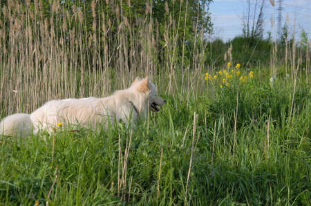 white big dog on a walk in nature, walking pets. High quality photo