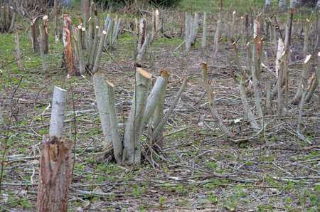 felled trees on the site, preparation for construction. High quality photo