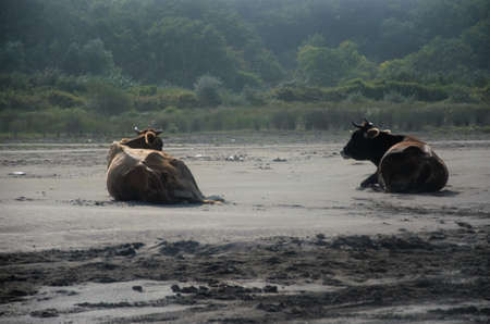 two cows lying on the sand, pets. High quality photoの写真素材