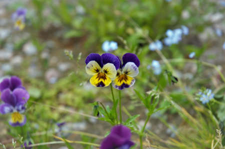 pansies in the garden, garden design. High quality photo