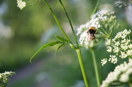 small white flowers in the garden, and on the flowers bumblebee, bee. High quality photoの写真素材