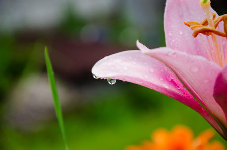 close-up of a pink leaf of a flower with a drop of dew. High quality photoの写真素材