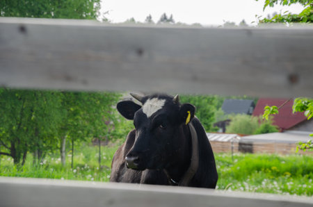 a cow peeks out from behind the fence. a cow walks behind a fence. High quality photoの写真素材