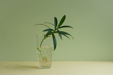 flower sprout in a glass of water for root growth, plant a house plant. High quality photoの写真素材