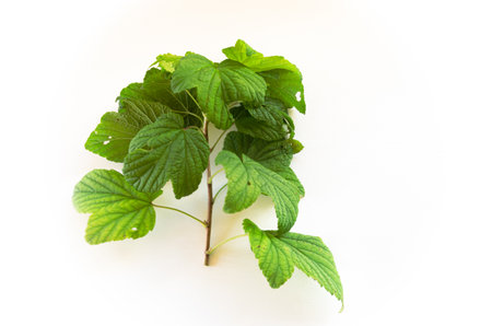 currant branch with green leaves on a white background. High quality photo