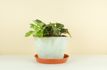 homemade violet flower in a pot on the table. High quality photoの写真素材